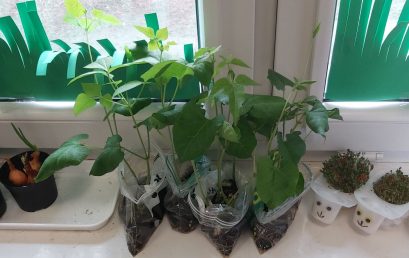 Wiosenne sadzenie roślin w przedszkolu i zajęcia edukacyjne: „Od nasionka do rośliny”